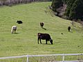 大間町町営観光牧場