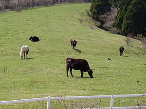 大間町町営観光牧場