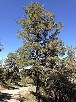2013-06-27 10 20 11 Limber Pine on Spruce Mountain, Nevada.jpg
