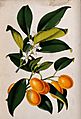 A lemon plant (Citrus japonica); flowering and fruiting stem Wellcome V0044760