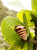 Achatinella livida Oahu David R. Sischo