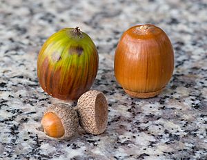 Acorns on the granite bench, October 2015 - Stacking