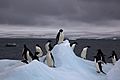 Adelie Penguins on iceberg