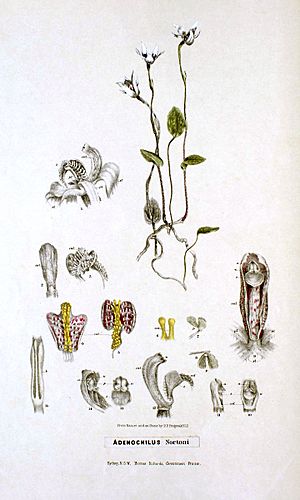 Illustration of "Adenochilus nortonii"