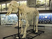 African bush elephant skeleton
