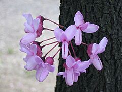Albero di Giuda - fiori