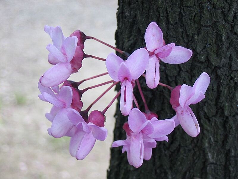 Albero di Giuda - fiori