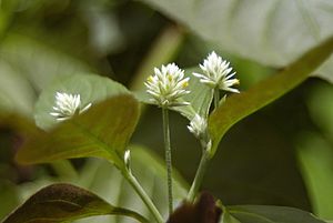 Alternanthera brasiliana