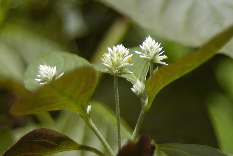 Alternanthera brasiliana