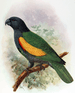 Guadeloupe parrot