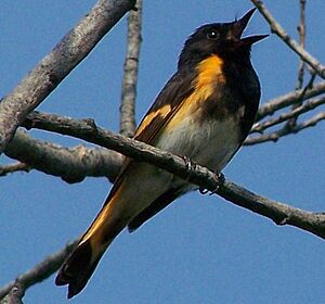 AmericanRedstart17