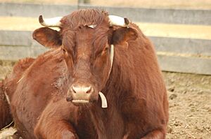 American Milking Devon laying down