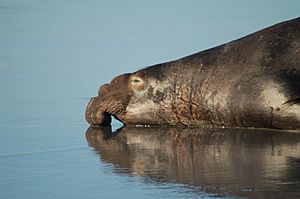 An elephant seal from NOAA