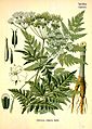 Anthriscus sylvestris (Köhler's Medizinal-Pflanzen)