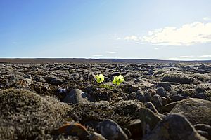 Arctic poppy among rocks