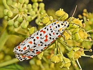 Arctiidae - Utetheisa pulchella-002