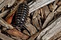 Armadillidiidae - Pill Bug - Roly Poly - Grant Peier