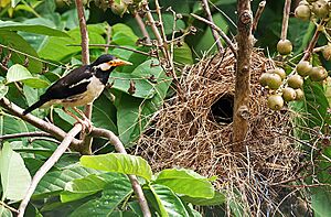 Asian Pied Starling (Sturnus contra) at nest on Jarul (Lagerstroemia speciosa) in Kolkata I IMG 8745