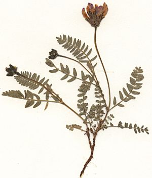 Astragalus danicus Herbar