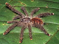 Avicularia juruensis juvenile morphotype 2 ZK118