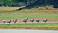 Bar-headed Geese (Anser indicus) at Koonthakulam Bird Sanctuary