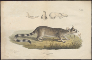 Bassaris astuta - 1700-1880 - Print - Iconographia Zoologica - Special Collections University of Amsterdam - UBA01 IZ22400145
