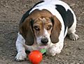 Beagle 745