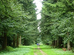 Big Wood, Thetford Forest - geograph.org.uk - 222653
