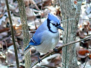 Blue Jay-27527