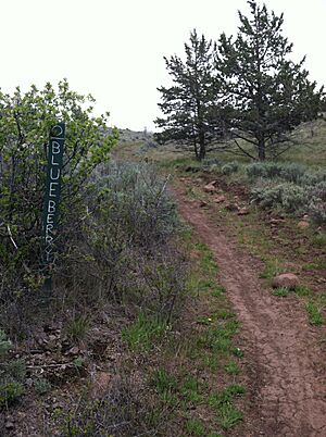 Blueberry trail at Moore park