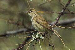 Booted Warbler - Kazakistan S4E0786 (17330623545).jpg