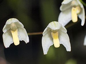 Bulbophyllum newportii (6475018335).jpg