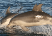 Burrunan Dolphin (Tursiops australis)-A
