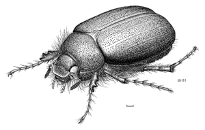 COLE Scarabaeidae Costelyra zealandica 1.png