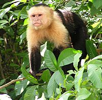 Capuchin Costa Rica.jpg