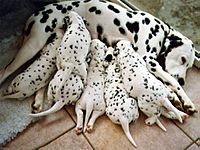 Chienne dalmatienne allaitant 6 chiots dalmatiens