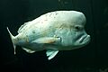 Chrysoblephus gibbiceps1