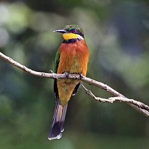 Cinnamon-chested bee-eater (Merops oreobates).jpg