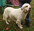 Clumber spaniel rybnik kamien pppl