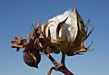Cotton boll opening following defoliation during the 2010 crop year. (24821524380)