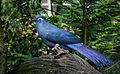 Coua caerulea (Blauer Seidenkuckuck - Blue Coua) - Weltvogelpark Walsrode 2013-01