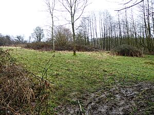 Cowden Meadow 1