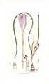 Crocus nudiflorus (Sowerby)
