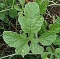 Cucumis anguria, Leaf