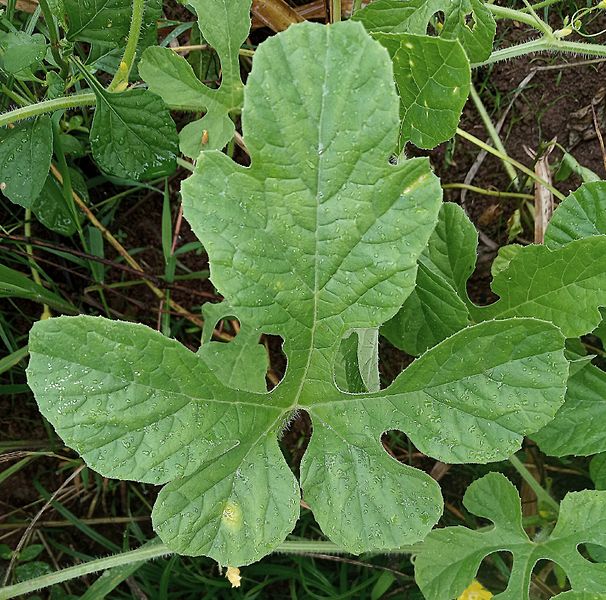 Cucumis anguria, Leaf