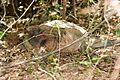 Cyclura pinguis1