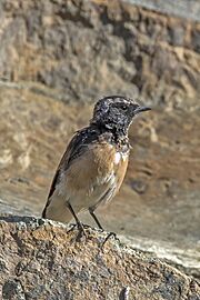 Cyprus wheatear (Oenanthe cypriaca) juvenile sub adult
