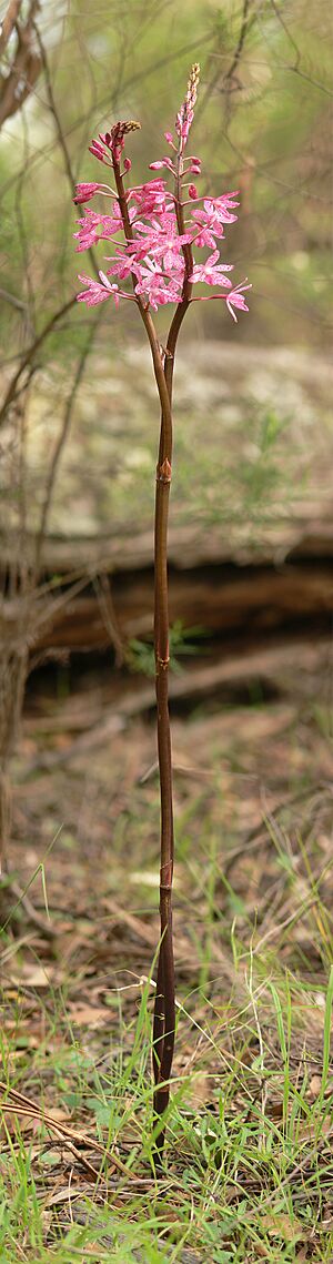 Dipodium punctatum portrait