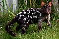 Eastern Quoll (Black)