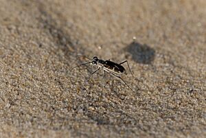 Ellipsoptera puritana